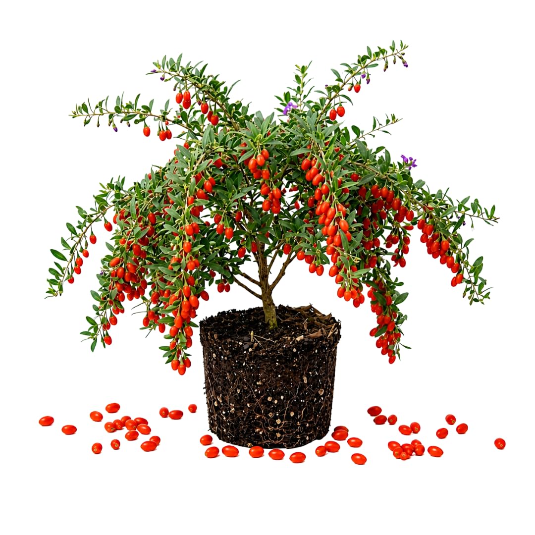 Red Goji Berry Live Plant, Garden Plant, 4-6 Inch Tall