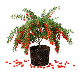 Red Goji Berry Live Plant, Garden Plant, 4-6 Inch Tall