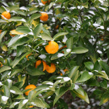 Orange Mandarin Live Plant, Home Garden Plant, 1 Gallon Pot