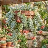 Cotyledon Pendens Succulent Plant Live, Cliff Cotyledon Plant, 2 Inch Pot