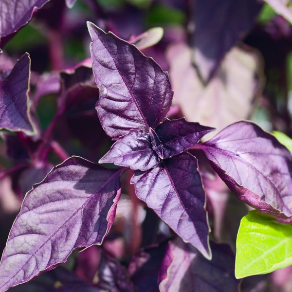 2 Purple Basil Plants Live, Balcony Herb Plant, 3-6 Inch Tall