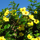 2 Yellow Live Allamanda Plants, 4-7 Inch Tall, Fragrant Fowers for Growing