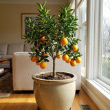 Orange Tree Live, Hardy Garden Plant, 1 Gallon Pot