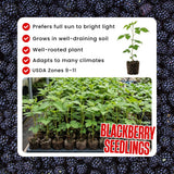 2 Big Live Black Berry Plants, Perennial Berry Bush, 4-6 Inch Tall