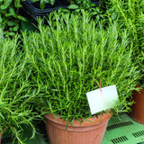 Rosemary Plant Live, Outdoor Garden Herb Plant, 4-6 Inch Tall