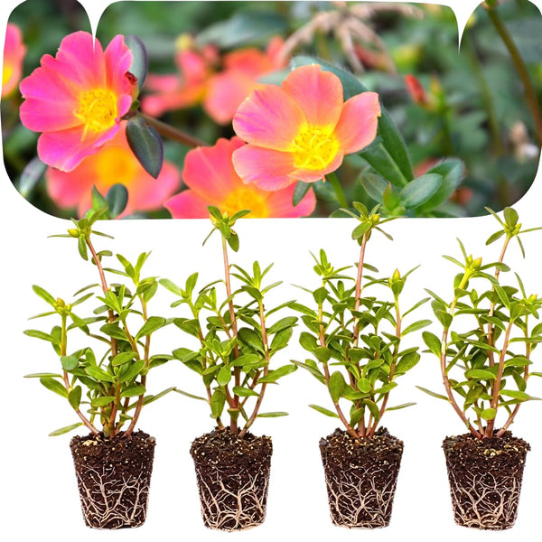 4 Hot Pink Portulaca Plants Live, Moss Rose Flower, Live Starter Plant, 4-7 Inch Tall