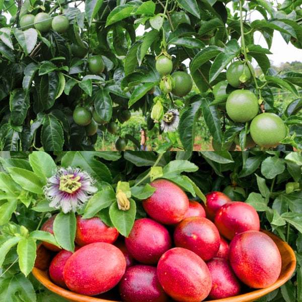 Red Live Passionfruit Plant, Live Starter Plant, 4-6 Inch Tall