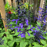 4 Black Blue Salvia Sage Bushes, Flowering Plant, 4-6 Inch Tall