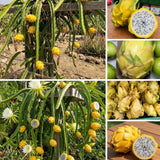 3 Yellow Dragon Live Plants, Yellow Fruits Tree, 3-7 Inch Tall