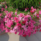 3 Pink Verbena Plants Live 4-7 Inch Tall