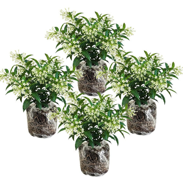 4 Pack Night Blooming Jasmine Live Plants, 4-7 Inc Tall