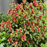 2 Red Shrimp Live Plants, Indoor Outdoor Plant, 4-7 Inch Tall