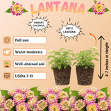 2 Confetti Lantana Live Plants, Lantana Flower Plant, 4-7 Inch Tall