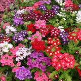 4 Mix Verbena Plants Live 4-7 Inch Tall