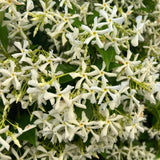 Star Jasmine Vine Live Plant, Fragrant Flower Vine Plant, 3 Inch Pot