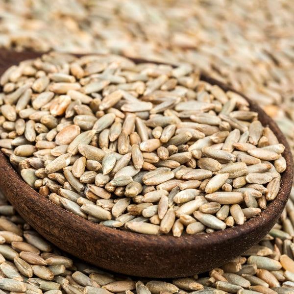 3 Lb Rye Cover Crop Seeds for Planting, Heirloom Garden Seeds