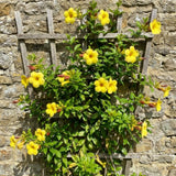 2 Brown Bud Allamanda Live Plants, Garden Plant