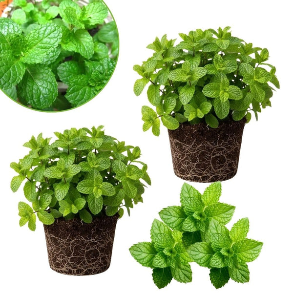 Set 2 Mojito Mint Live Plant, 3-7 Inch Tall