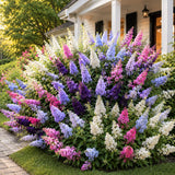Random Butterfly Bush Plant Live, Fragrant Buddleia for Planting, 5-9" Tall