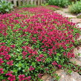 100 Red Creeping Thyme Seeds, Creeping Thyme Plants, Ground Cover Plants