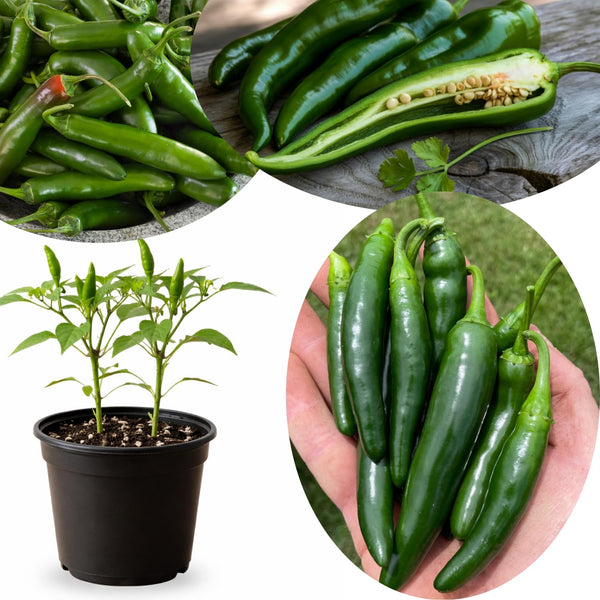 Green Serrano Pepper Live Plant, Chili Plant, 4-7 Inch Tall, 4 Inch Pot