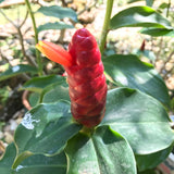Ginger Live Plant, Indoor Outdoor Herb Plant