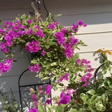 2 Blueberry Live Bougainvillea Plants, Starter Plant, 4-6 Inch Tall