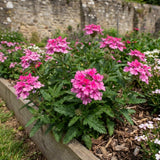 3 Pink Verbena Plants Live, Verbena Flower Plant, 4-6 Inch Tall