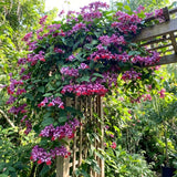 2 Red Bleeding Heart Live Plants, Clerodendrum Flower Vine, 4-6 Inch Tall