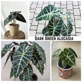 2 Dark Green Alocasia Live Plants, Alocasia Indoor Housplant, 4-6 Inch Tall