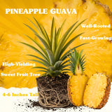 2 Pineapple Live Plants, Well-Rooted Fruit Plant, 4-6 Inch Tall