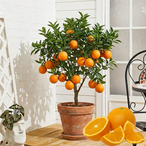 1.5 Years Old Seedless Orange Mandarin Orange Tree Live Plant, 1-2 Ft Tall
