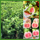 Pink Guava Tree Live Plant, 4-6 Inch Tall