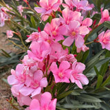 Set 2 Live Pink Oleander Plant, 4 to 6 Inch Tall