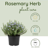 3 Blue Rosemary Plants Live, Starter Plant, 4-6 Inch Tall
