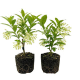 2 Jasmine Live Plants, Live Starter Plant, 5-9 Inch Tall