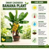 Dwarf Cavendish Banana Live Tree, Home Garden Plant, 6-8 Inch Tall, 4 Inch Pot