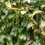 Black Pepper Plant Live, Piper Nigrum, 4 to 6 Inches Tall, No Pot, Tropical Pepper Vine for Gardens, Patios, and Containers