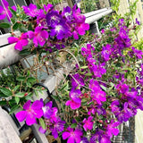 Purple Tibouchina Princess Live Plant, Garden Shrub, 3-5 Inch Tall