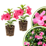 2 Pink Mandevilla Live Plants, Indoor Outdoor Plant, 4-6 Inch Tall