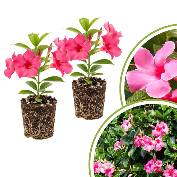2 Pink Mandevilla Live Plants, Indoor Outdoor Plant, 4-6 Inch Tall