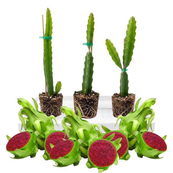 3 Purple Dragonfruit Live Plants, 3-6 Inch Tall