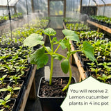 2 Green Cucumber Vine Live Plants, Container Garden Plant, 6-8 Inch Tall