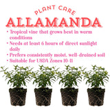 4 Brown Bud Allamanda Live Plants, Container Flowering Plant, 4-7 Inch Tall