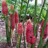 Shampoo Ginger Rhizomes Plant, 3-5 Inch Tall