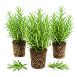 3 Blue Rosemary Live Plants, Rosemary Live Plants, 4-7 Inch Tall