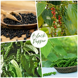 Black Pepper Plant Live, Patio Container Plant, 4-6 Inch Tall