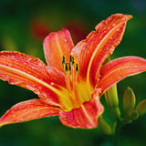 10 Orange Daylily Bulbs for Planting, Ready to Grow Plant