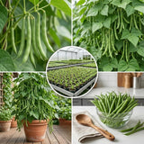 Green Bean Live Plant, Bean Bush Starter Plants, 4-6 Inch Tall, 4 Inch Pot