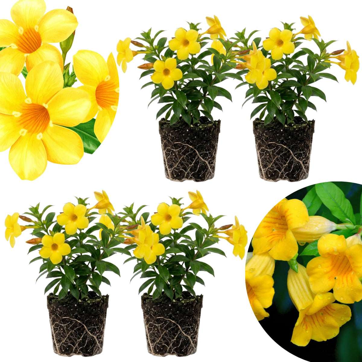 4 Yellow Mandevilla Bushes Live Plants, Tropical Flower Vine, 4-6 Inch Tall